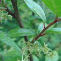 Orixa japonica fleur P1D